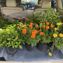 Ferguson's Nursery - Here are a few of the plants that I have selected.