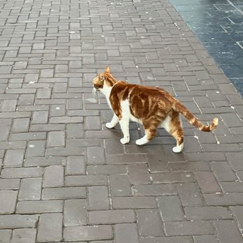 Amsterdam - Random cat. - Public Services & Government Near Me - Amsterdam, New Hampshire