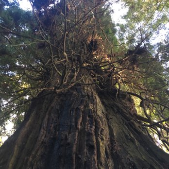 Tour Thru Tree - Local Flavor Near Me - Klamath, California