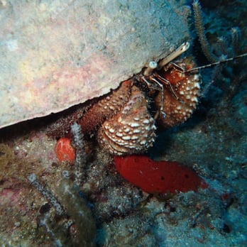 Open Water Adventures - Scuba Diving Near Me - Charlotte, North Carolina