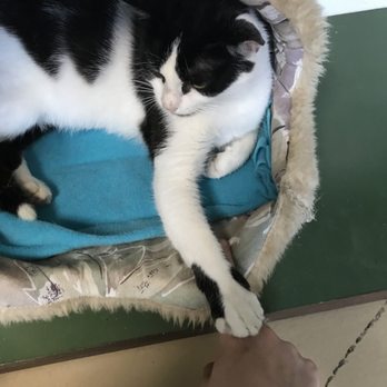 Animal Adoption Foundation - Kitty looking for forever home - Animal Shelters Near Me - Hamilton, Ohio Animal Adoption Foundation - Kitty looking for forever home - Animal Shelters Near Me - Hamilton, Ohio