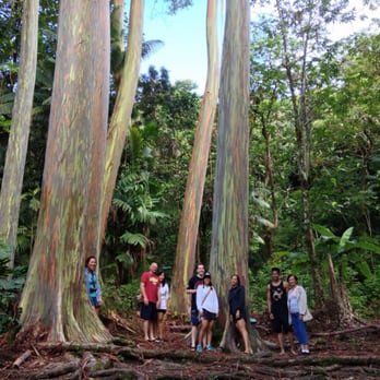 Ke'anae Arboretum - Towering Rainbow trees - Parks Near Me - Kula, Hawaii