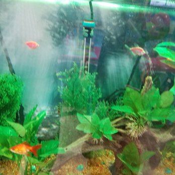 Goldfish Swim School - Oaks - Swimming Lessons/Schools Near Me - Oaks, Pennsylvania Goldfish Swim School - Oaks - Swimming Lessons/Schools Near Me - Oaks, Pennsylvania