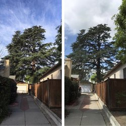 Apex Tree Care - Before and after