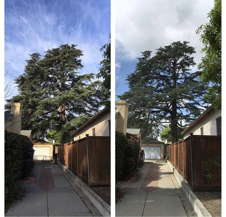 APEX TREE CARE - Updated July 2026 - 212 Photos & 166 Reviews - Concord ...