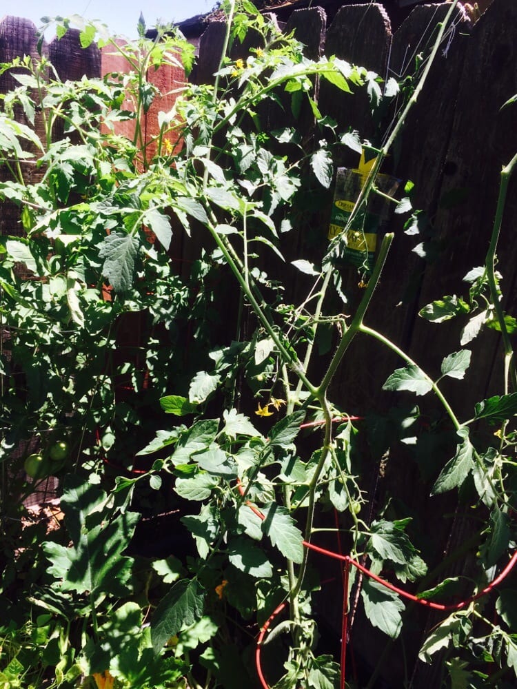 PG&E - social services organization in Stockton, CA