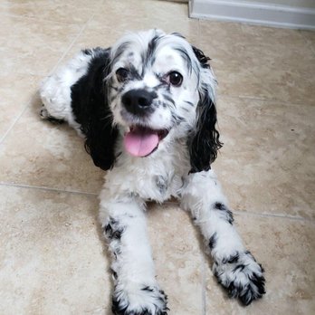 Sit Play Stay - Pepper - Pet Training Near Me - Jacksonville, Florida Sit Play Stay - Pepper - Pet Training Near Me - Jacksonville, Florida
