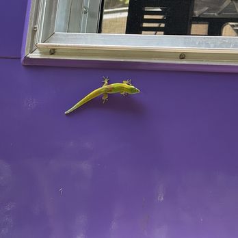 Honolua Farms Kitchen - Food Trucks Near Me - Lahaina, Hawaii