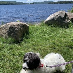 Gene Tunney Park - Ms. Cookie enjoying a sun soak on the North Shore of Lake Pleasant in the park.