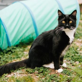 Cat Nap Inn - Pet Sitting Near Me - Surrey, British Columbia