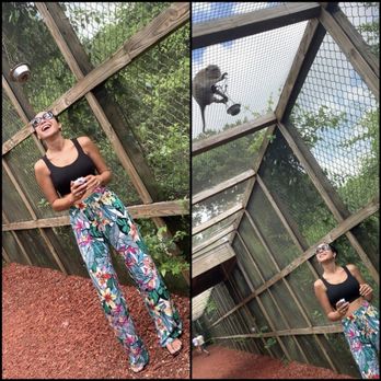 Monkey Jungle - The monkeys were so cute and smart. - Zoos Near Me - Miami, Florida