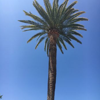 Aper's Tree Service - Perfect pineapple! Best looking palm tree on the block!! - Tree Services Near Me - Sunland, California