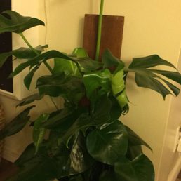 Monstera Deliciosa aka "Swiss Cheese Plant/Hurricane Plant" - apparently these are in high demand! Monstera Deliciosa aka "Swiss Cheese Plant/Hurricane Plant" - apparently these are in high demand!