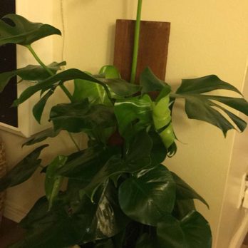 7 Day Nursery - Monstera Deliciosa aka "Swiss Cheese Plant/Hurricane Plant" - apparently these are in high demand! - Nurseries & Gardening Near Me - Santa Barbara, California 7 Day Nursery - Monstera Deliciosa aka "Swiss Cheese Plant/Hurricane Plant" - apparently these are in high demand! - Nurseries & Gardening Near Me - Santa Barbara, California