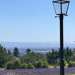Carriage House Lavender