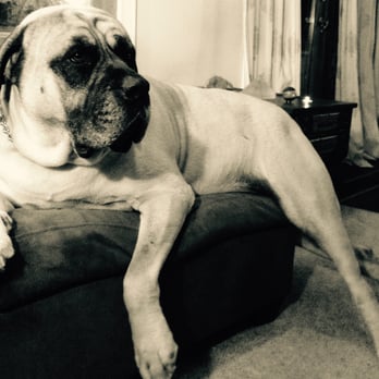 Dog Boss - Samson the Mastiff - Pet Sitting Near Me