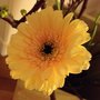 Photo of Blumen - Diana Idiakhoa