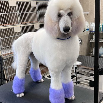 Karen's Custom Grooming - Zoe loves her purple feet and one of a kind haircut! - Pet Groomers Near Me - Carlsbad, California Karen's Custom Grooming - Zoe loves her purple feet and one of a kind haircut! - Pet Groomers Near Me - Carlsbad, California