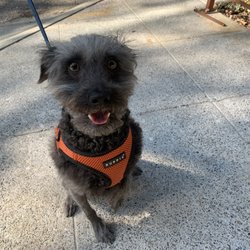 Seattle Offleash