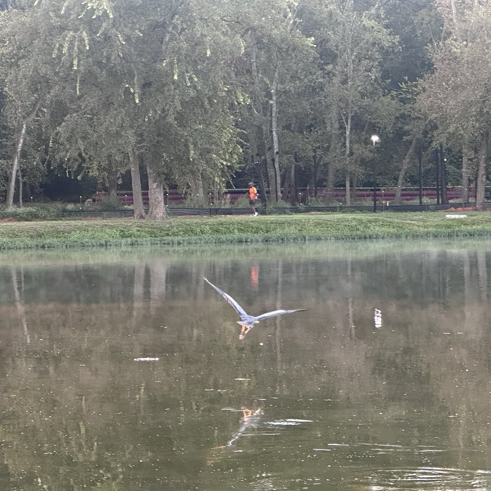 Towne Lake Park - Beautiful view of flying - Parks Near Me - McKinney, Texas