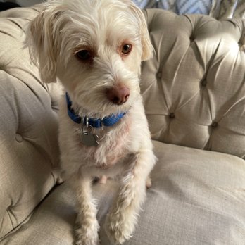 Café Le Groom - Best service by Carolina. First professional groom for this guy! - Pet Groomers Near Me - El Cajon, California Café Le Groom - Best service by Carolina. First professional groom for this guy! - Pet Groomers Near Me - El Cajon, California