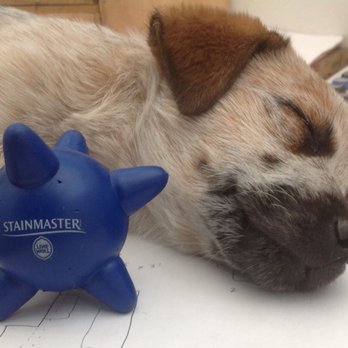 Miller Carpets - a dog sleeping next to a blue toy - Flooring Near Me - Palm Desert, California