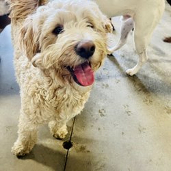 Animal Oasis - That handsome doodle boy Archie