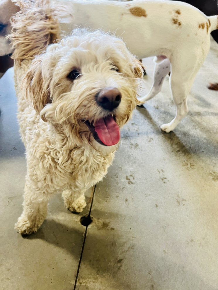 Animal Oasis - pet boarding facility in Reno, NV