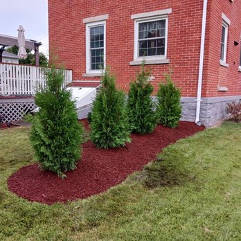 Steve Danylko Landservice - Arborvitae shrubs - Lawn Services Near Me - McKean, Pennsylvania Steve Danylko Landservice - Arborvitae shrubs - Lawn Services Near Me - McKean, Pennsylvania