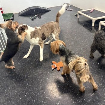 Barking Muse - Dog friends in Daycare - Pet Groomers Near Me - Sugar Land, Texas Barking Muse - Dog friends in Daycare - Pet Groomers Near Me - Sugar Land, Texas