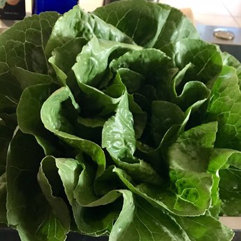 Bailey Family Farm - Feed me, Seymour! - Pick Your Own Farms Near Me - Snohomish, Washington