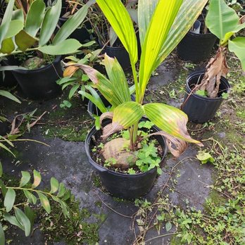 Tropical Plant Paradise - Nurseries & Gardening Near Me - Gibsonton, Florida Tropical Plant Paradise - Nurseries & Gardening Near Me - Gibsonton, Florida