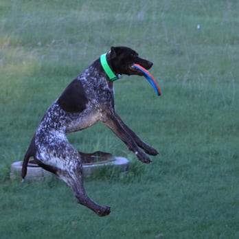 Sit Means Sit - I caught it!! - Pet Training Near Me - Traverse City, Michigan Sit Means Sit - I caught it!! - Pet Training Near Me - Traverse City, Michigan