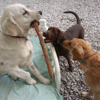 DailyDOGS - Dog Walkers Near Me - Shoreline, Washington