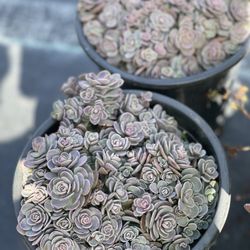 Seaside Growers Nursery - Sunsparkler TM 'Blue Elf' PPAF