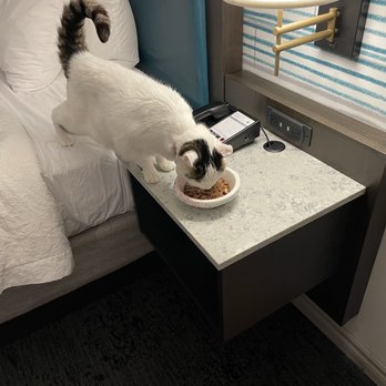 Hampton Inn Buffalo-Williamsville - Room service? Cats & dogs allowed (weight limits apply) - Hotels Near Me - Williamsville, New York Hampton Inn Buffalo-Williamsville - Room service? Cats & dogs allowed (weight limits apply) - Hotels Near Me - Williamsville, New York