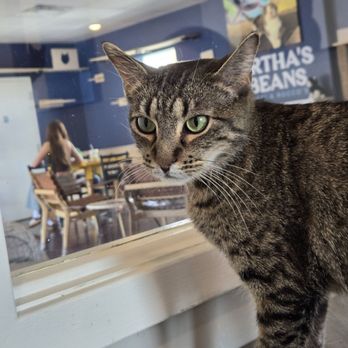 Bertha's Beans Cat Cafe - Themed Cafes Near Me - Columbia, Missouri