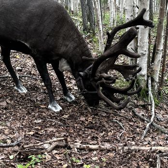 Running Reindeer Ranch - Walking Tours Near Me - Fairbanks, Alaska