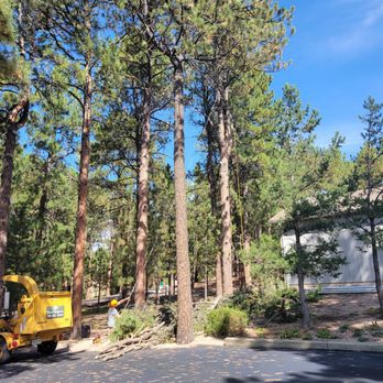 Tree Hoppers - Tree Services Near Me