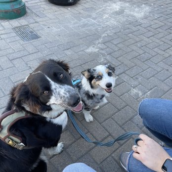 Mesquite Creek Outfitters - Puppies stay outside (good puppies are allowed inside) - Beer, Wine & Spirits Near Me - Georgetown, Texas