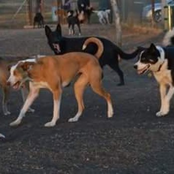Norman Community Dog Park - Dog Parks Near Me - Norman, Oklahoma