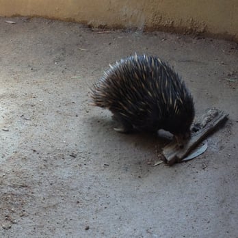 Sydney Wildlife World - The echidna is awesome! - Zoos Near Me - Darling Harbour, NSW