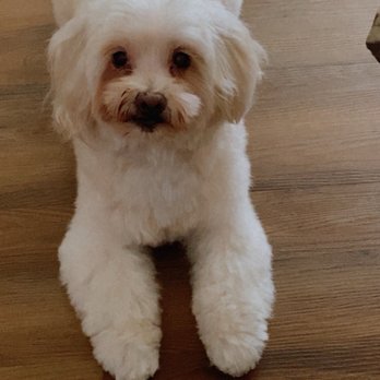 You Dirty Dog - After picture - Pet Groomers Near Me - Palm Desert, California You Dirty Dog - After picture - Pet Groomers Near Me - Palm Desert, California
