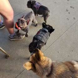 Bluff Creek Dog Park
