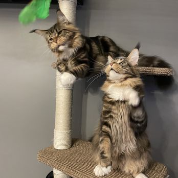 Cascade Mountain Maine Coons - Pet Breeders Near Me Cascade Mountain Maine Coons - Pet Breeders Near Me
