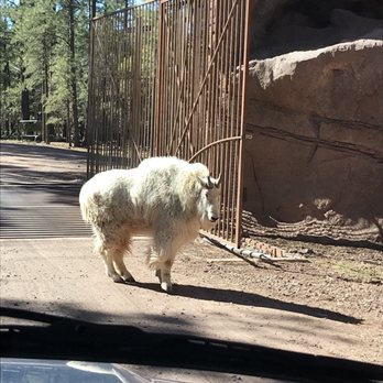 Bearizona - Zoos Near Me - Williams, Arizona Bearizona - Zoos Near Me - Williams, Arizona