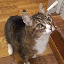 Luna wants to go upstairs, but she had a serious neurological disability