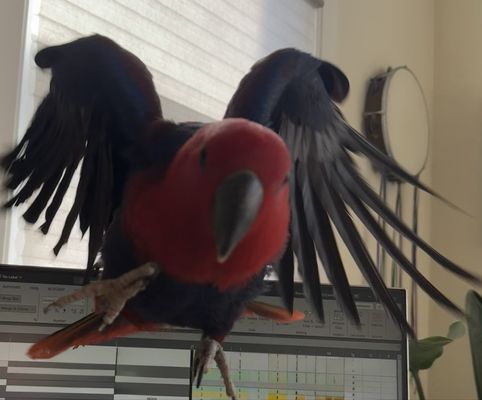 BIRDMAN'S PARROTS by null