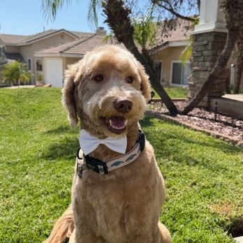 Oh So Cute! Dog Grooming - Full service Golden Doodle - Pet Groomers Near Me - Moreno Valley, California Oh So Cute! Dog Grooming - Full service Golden Doodle - Pet Groomers Near Me - Moreno Valley, California