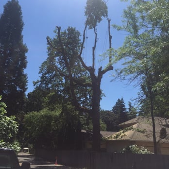Arbor Now - Removing sections of trunk - Tree Services Near Me - Happy Valley, Oregon